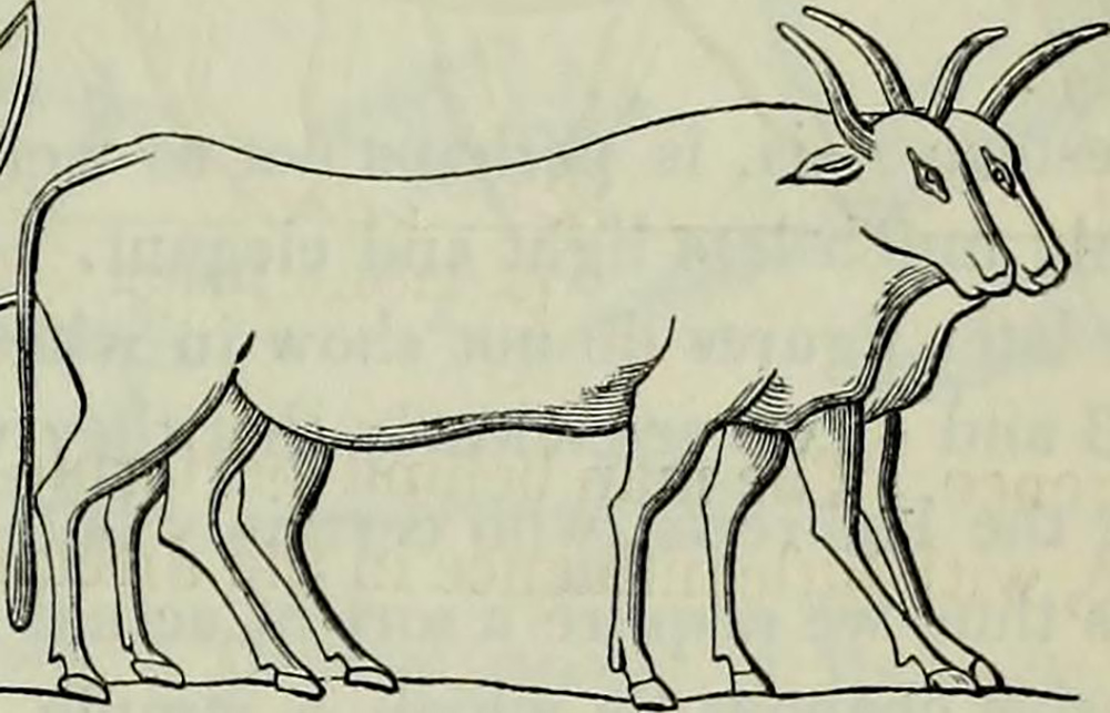 Illustration of biblical animals from a 19th-century book (Flickr/Internet Archive Book Images)